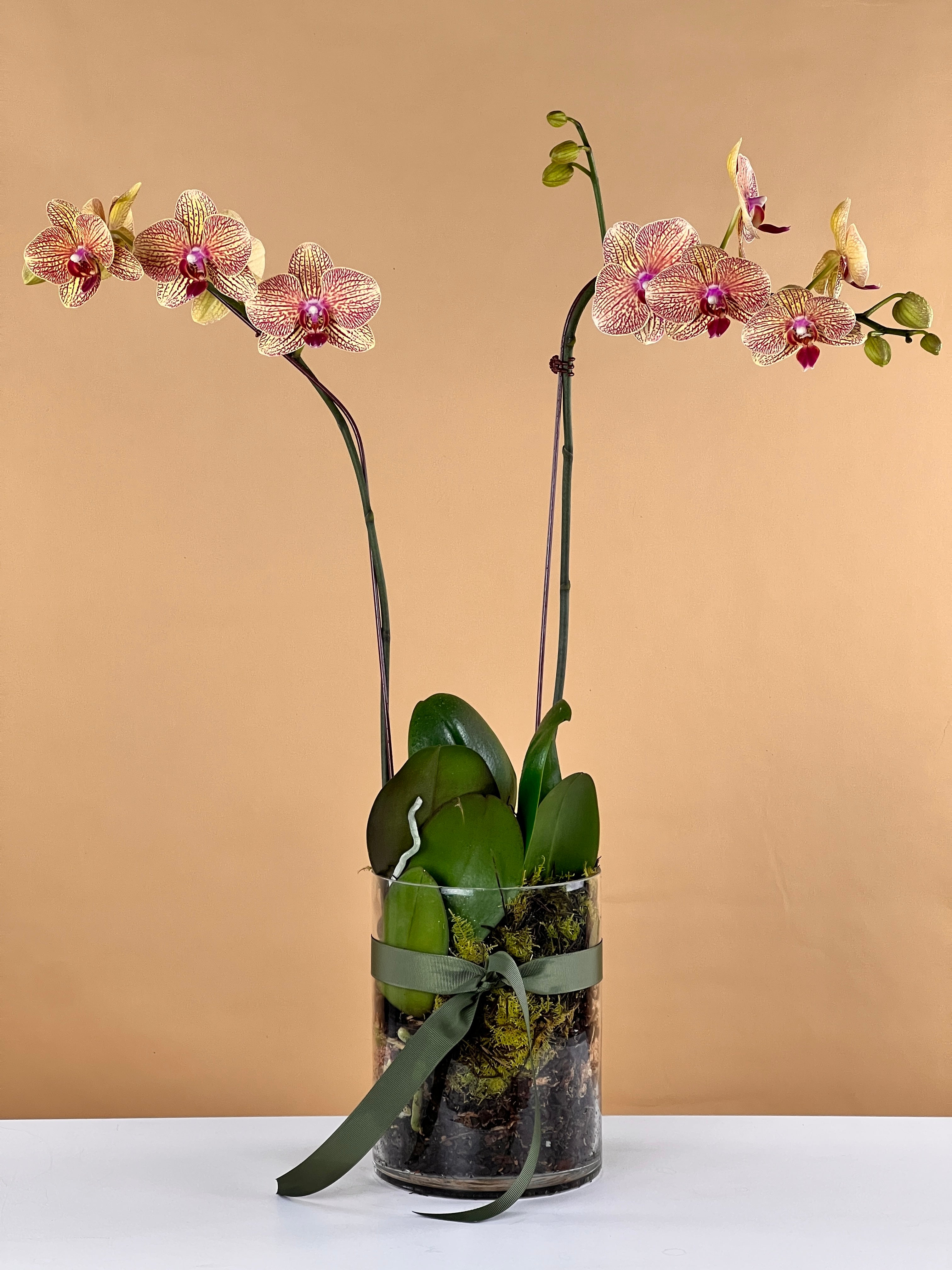 Discover the World of Orchids at Your Local Florist – Flowers Gold