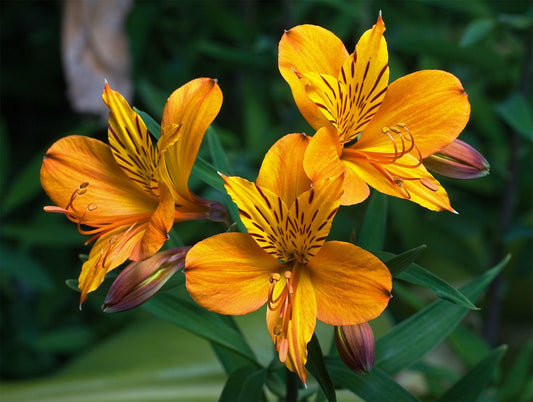 Flower of the Month: Alstroemeria made with love by Flowers Gold Coast www.flowersgoldcoast.com.au the Gold Coast's best Florist