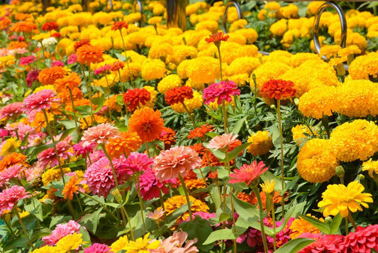 Flower of the Month - February: Zinnia made with love by Flowers Gold Coast www.flowersgoldcoast.com.au the Gold Coast's best Florist