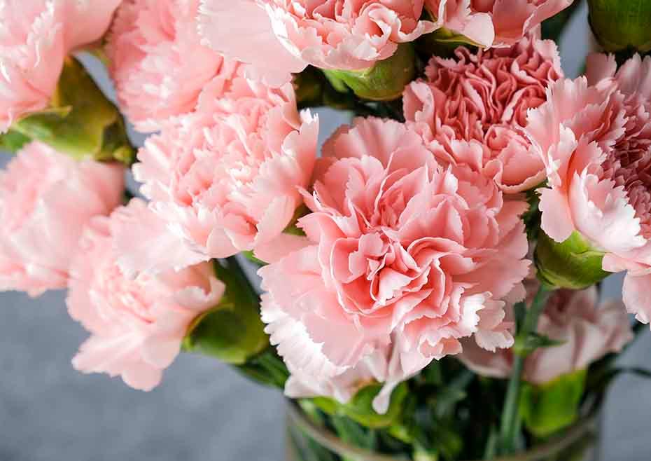 Flower of the Month - January: Carnation made with love by Flowers Gold Coast www.flowersgoldcoast.com.au the Gold Coast's best Florist