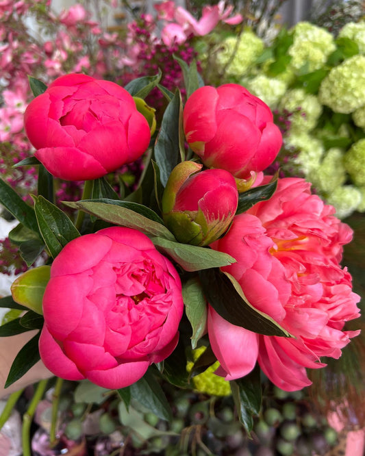 P E O N I E S 

Peonies or Pivoines in French are the Queen of all flowers in our books ✨

Head to made with love by Flowers Gold Coast www.flowersgoldcoast.com.au the Gold Coast's best Florist- Same Day Flower Delivery