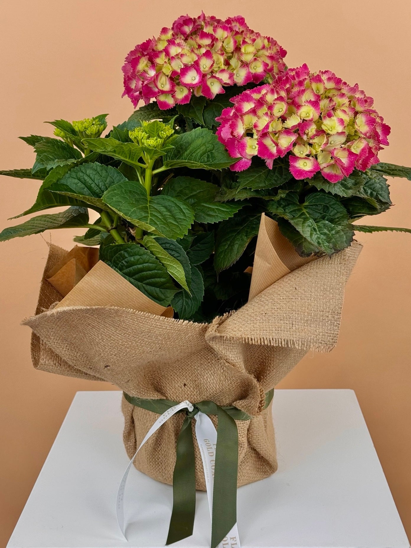 Hydrangea Plant-Flower-Delivery-Gold-Coast-Florist-Flowers Gold Coast-https://www.flowersgoldcoast.com.au-best-florist