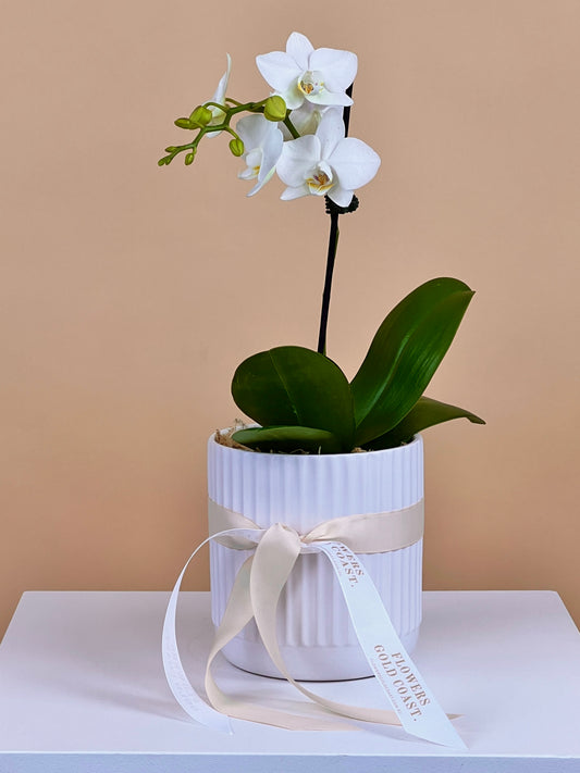 Petite Orchids-Flower-Delivery-Gold-Coast-Florist-Flowers Gold Coast-White-https://www.flowersgoldcoast.com.au-best-florist